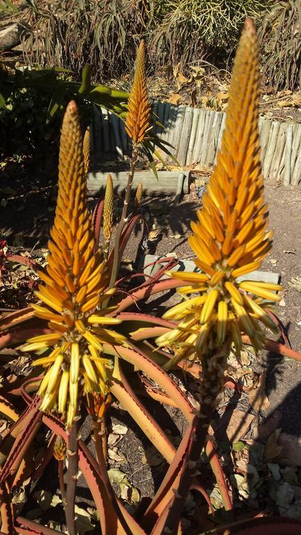 Roosfontein Bed And Breakfast Durban Bagian luar foto